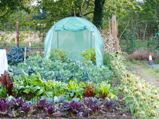 Polytunnel and vegetables, allotment garden, suffolk, uk, october 2023