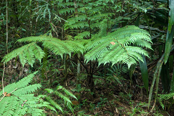 fougère arborescente, Cyathea borbonica, Madagascar © JAG IMAGES