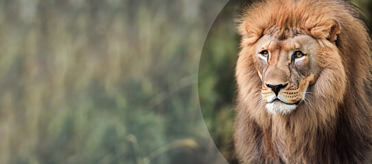 Portrait of an adult lion, with a stern look. Close-up of the lion king looking stern. Portrait of wildlife animals