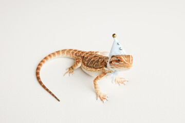 Naklejka premium Bearded dragon, pogona vitticeps, isolated on white background, Tiger Pattern Morphs. Professional studio macro photography on isolated white background. Dragon in a New Year's blue cap. New Year card