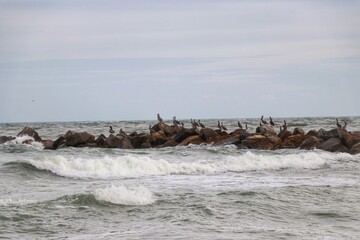 Fototapeta na wymiar Flock of Pelicans Sitting on Rocky Florida Shore