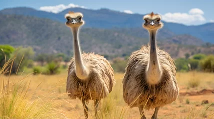 Tuinposter Two ostrich on savannah © Fadil