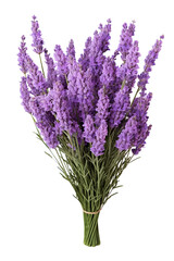 Lavender flowers isolated on white background PNG