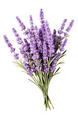 Fototapeta premium Lavender flowers isolated on white background PNG