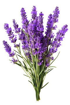 Lavender flowers isolated on white background PNG