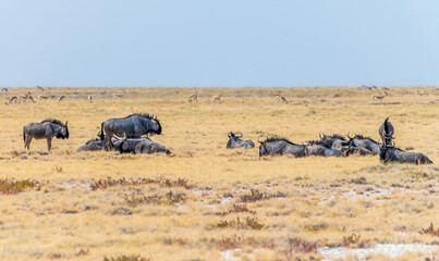 A view of a Wildebeest grazing in the Etosha National Park in Namibia in the dry season