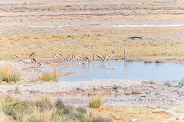 Fototapeta na wymiar A view of Springbok drinking at a waterhole in the Etosha National Park in Namibia in the dry season 