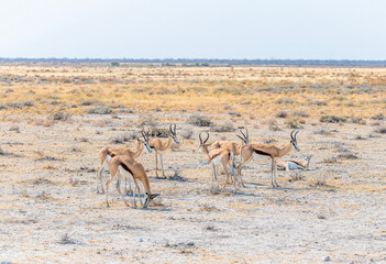 A view of a group of Springbok in the morning in the Etosha National Park in Namibia in the dry...