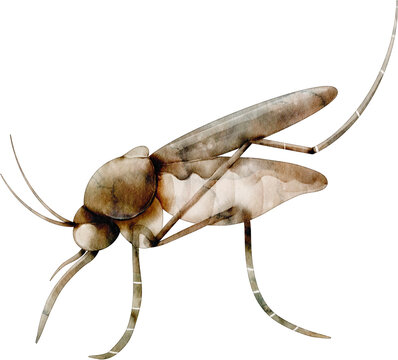watercolor mosquito
