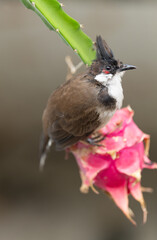 a red-whiskered bulbul on a dragon fruit