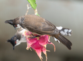 a red-whiskered bulbul on a dragon fruit