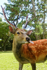 Funny deer showing a tongue in the park in Nara, Japan.