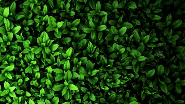  A leaves  background in stop motion animation style.