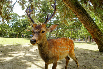 Close portrait of cute deer in Nara Park, Japan.