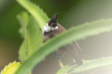 a red-whiskered bulbul on a dragon fruit