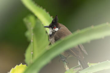 a red-whiskered bulbul on a dragon fruit