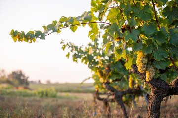 Grappe de raisin blanc dans les vignes de France avant les vendanges.