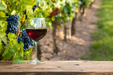Verre de vin rouge et grappe de raisin noir dans les vignes en France.