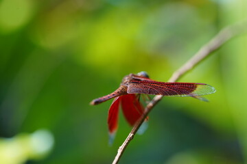 dragonfly on a flower