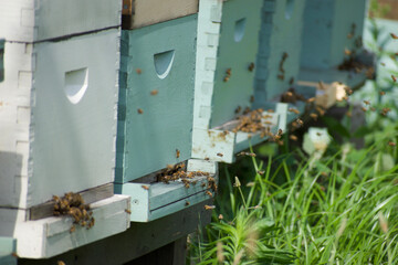 a honey bee hive with bees swarming 
