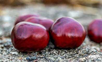 Seeds of a deciduous tree called Horse Chestnut commonly found in parks of the city of Białystok in Podlasie, Poland.
