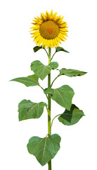 Radiant Sunflower In Full Bloom