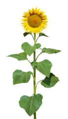 Rolgordijnen Radiant Sunflower In Full Bloom © Ann
