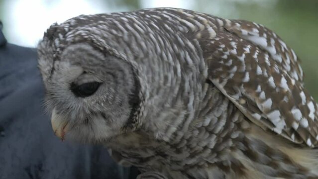 A Northern Barred Owl makes the most of a rainy day