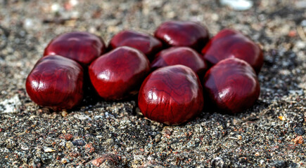 Seeds of a deciduous tree called Horse Chestnut commonly found in parks of the city of Białystok in Podlasie, Poland.