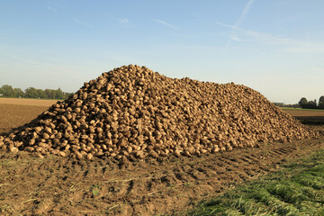 harvested sugar beets on the field - 661514610