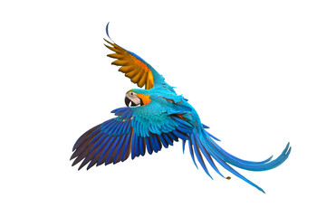 Colorful flying parrot isolated on transparent background png file © Passakorn
