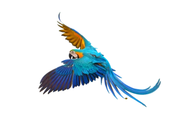 Dekokissen Colorful flying parrot isolated on transparent background png file © Passakorn