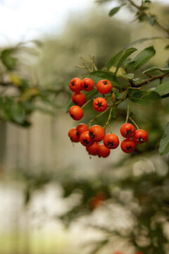 Cotoneaster frigidus, the tree cotoneaster in the autumn garden