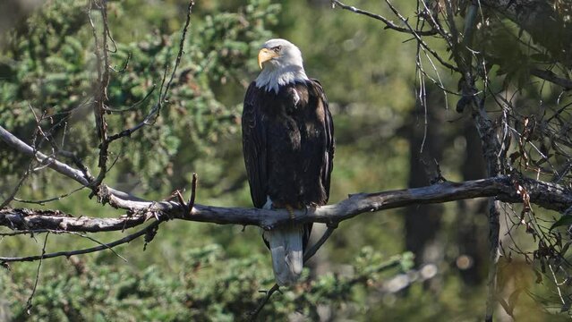 Bald Eagle perched in a forest as it looks around in the wilderness of Idaho.