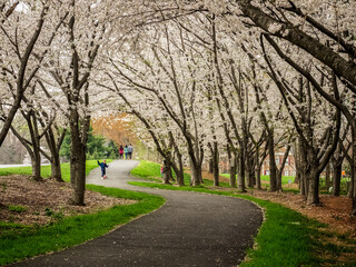 Fototapeta na wymiar cherry blossoms alley