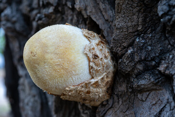Volvariella bombycina - rare woody silky mushroom grown on an old mulberry tree