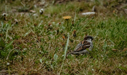 Bird in nature