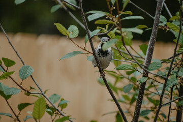 Bird in nature