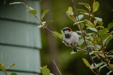Bird in nature