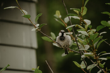 Bird in nature
