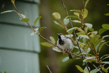 Bird in nature