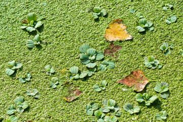 Tropical Pistia in a lake completely overgrown with duckweed and Wolffia in Odessa