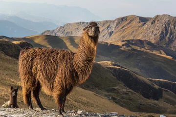 Selbstklebende Fototapete Lama Llama