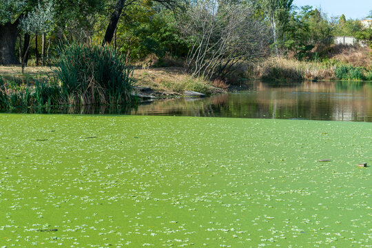 pond overgrown with aquatic plants Piscia and duckweed (Lemna turionifera) and (Wolffia arrhiza)