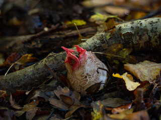Octopus Stinkhorn Fungus Egg with Tentacles Emerging