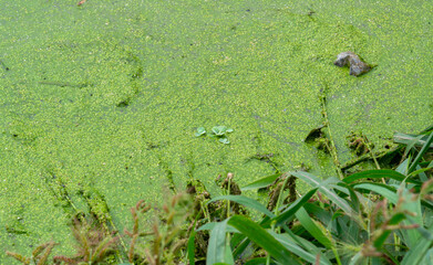 Tropical Pistia in a lake completely overgrown with duckweed and Wolffia in Odessa