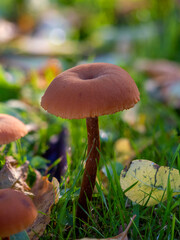 Common Deceiver Mushroom