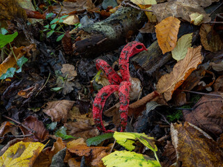 Octopus Stinkhorn Fungus in English Woodland