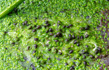 Small gastropods on duckweed (Lemna turionifera) in a lake overgrown with aquatic plants Piscia and Wolfia arrhiza