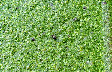 A spider runs on duckweed in a lake overgrown with aquatic plants Piscia and Wolfia